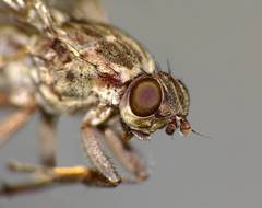 Maorimyia bipunctata