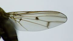 Maorimyia bipunctata