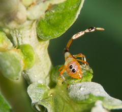 Amblypelta