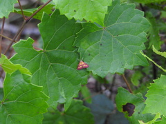 Pyrausta laticlavia image