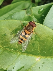Syrphus ribesii