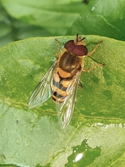 Syrphus ribesii