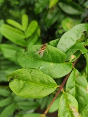 Syrphus ribesii