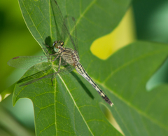 Diplacodes trivialis