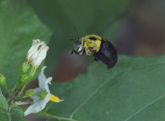 Xylocopa ocularis