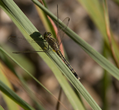 Diplacodes trivialis