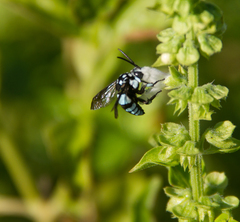Thyreus novaehollandiae