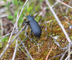 Iphthiminus serratus