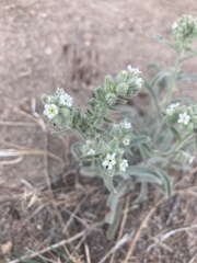Oreocarya suffruticosa setosa