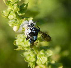 Thyreus novaehollandiae