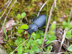 Iphthiminus serratus