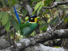 Psarisomus dalhousiae