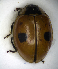 Adalia bipunctata
