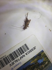 Gryllodes sigillatus