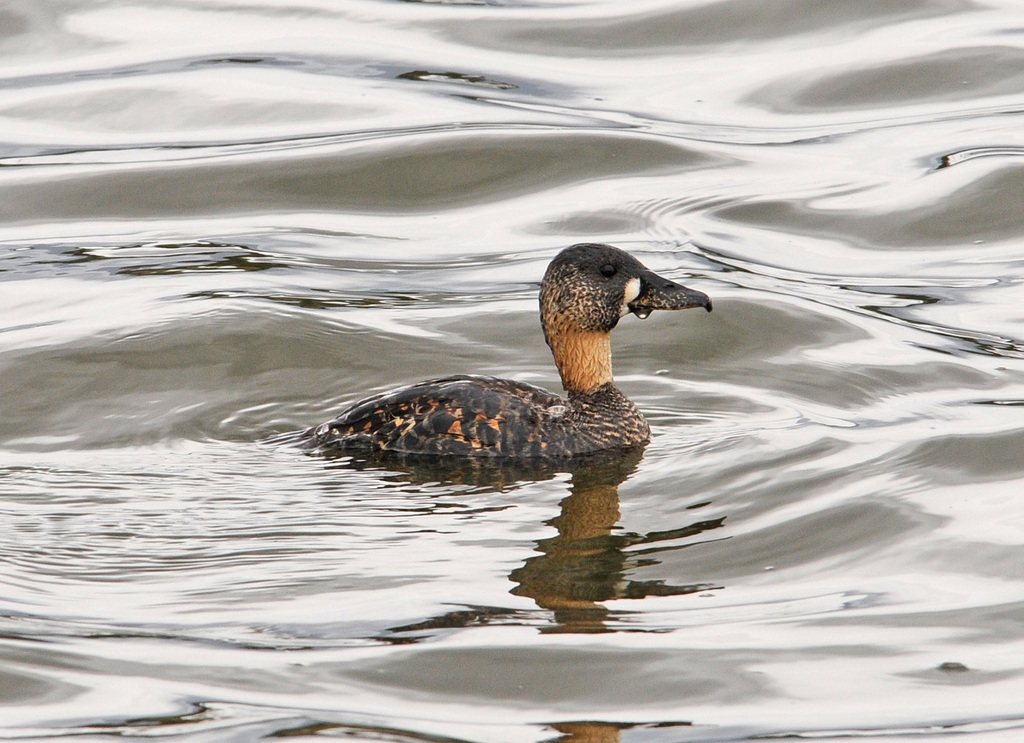White-backed Duck photo