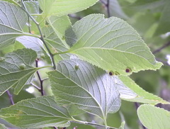 Pachypsylla celtidisumbilicus