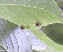 Pachypsylla celtidisumbilicus