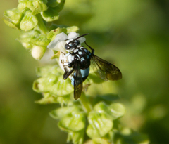 Thyreus novaehollandiae