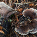 疣革菌 - Photo 由 tombigelow 所上傳的 (c) tombigelow，保留部份權利CC BY-NC