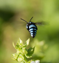 Thyreus novaehollandiae