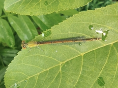 Ceriagrion auranticum