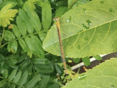 Ceriagrion auranticum