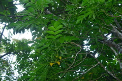 Staphylea ovalifolia