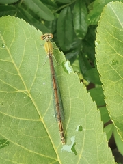 Ceriagrion auranticum