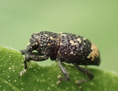 Tyloderma foveolatum