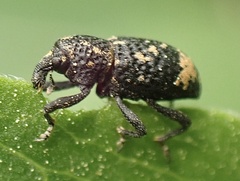 Tyloderma foveolatum