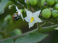Zonamegilla