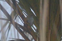 Poodytes punctatus punctatus