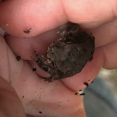 Eleutherodactylus campi