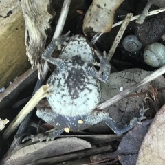 Eleutherodactylus campi