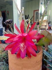 Disocactus ackermannii