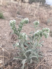 Oreocarya suffruticosa setosa
