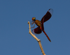 Neurothemis ramburii
