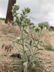 Oreocarya suffruticosa setosa