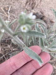 Oreocarya suffruticosa setosa