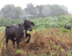 Quiscalus nicaraguensis