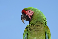Military Macaw photo 1