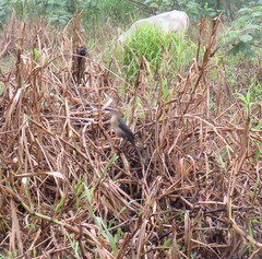 Quiscalus nicaraguensis