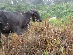 Quiscalus nicaraguensis