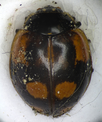 Adalia bipunctata