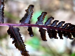 Athyrium niponicum