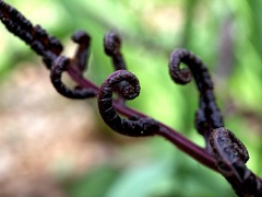 Athyrium niponicum