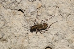 Neocicindela latecincta