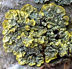 Xanthoria parietina