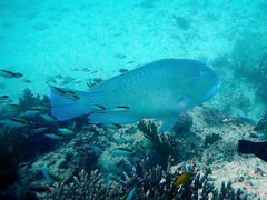 Choerodon schoenleinii