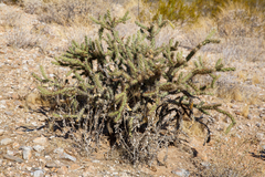 Cylindropuntia acanthocarpa